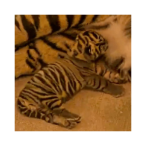 Disney Sumatran Tiger