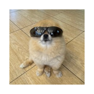 Kori The Pom