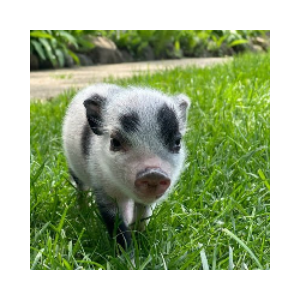 Petunia